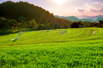 A field of barley seedlings on high mountain in Samoeng District of Chiang Mai Province