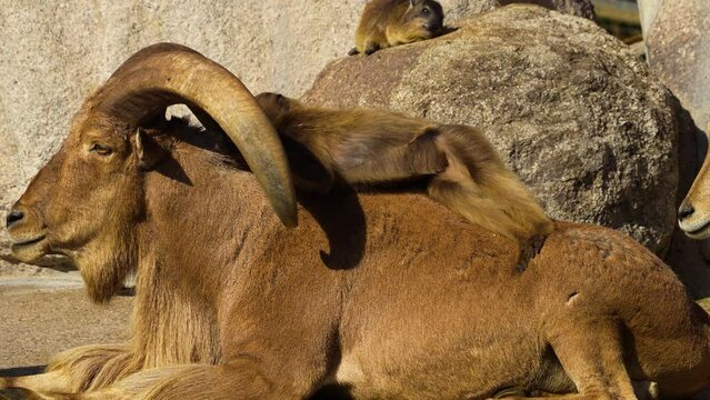 Close up of large male mountain goat being groomed by  baboons