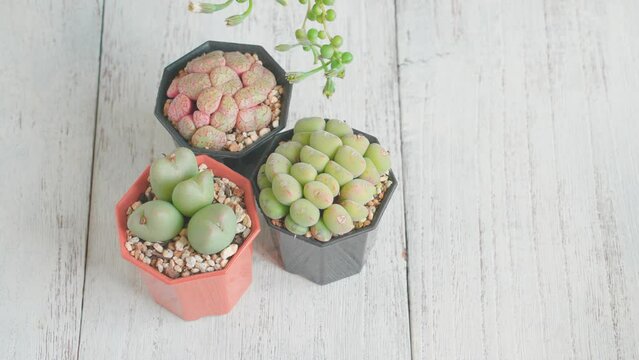 多肉植物、3種のコノフィツム