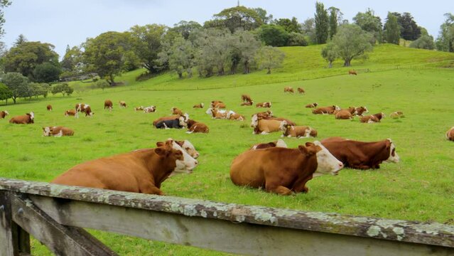 Landscape Hereford cows graze grass  new zealand meadow green fields trees skyline panoramic shot, farmland animals eating, sleeping cattle