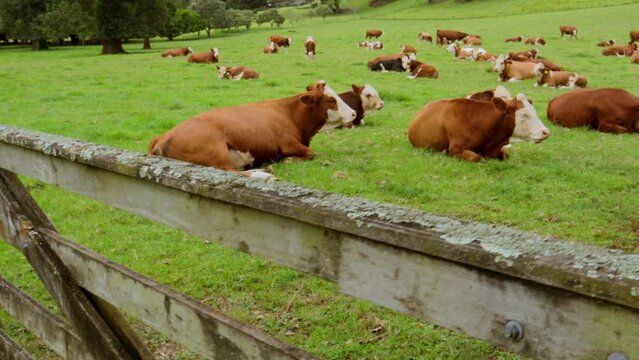 Cattle resting grazing at green humid wet meadow cows green trees landscape, chewing