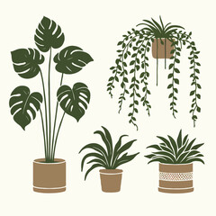 Indoor plant interior design decor money plant cactus in a tub white background green eco friendly studio design vector