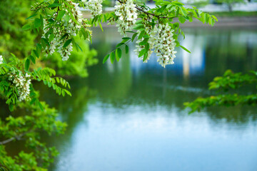 池のほとりに生えるニセアカシアの花 - obrazy, fototapety, plakaty