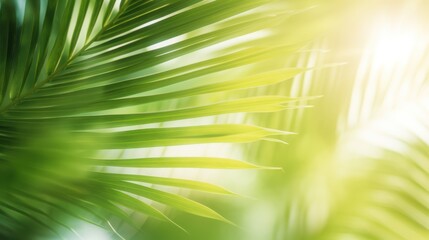 beautiful coconut leaves,Blur  nature green palm leaf on tropical beach 