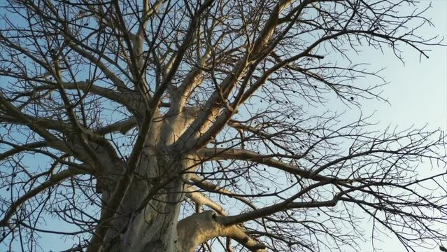 100 years of old tree closeup 360d view in daman in gujarat