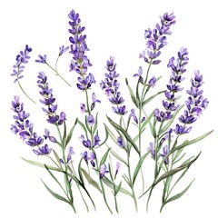 Watercolor lavender clipart with delicate purple flowers and green stems.
