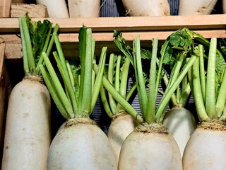 Fresh white radish display in a wooden box. Fresh vegetables sold in the night market.