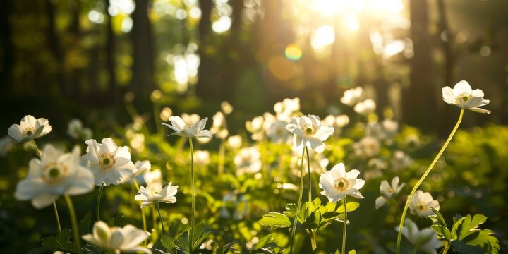 Sunlight filtering through a forest onto white Japanese anemone flowers