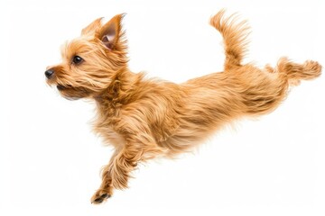 Dog jumping in the air, small orange fluffy dog on isolated backgroun, animals, pet, hungry, playing, puppy wanting food, puppy . photo on white isolated background