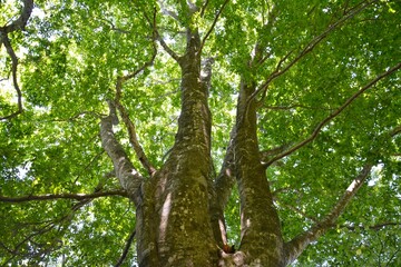 荒島岳のブナの木