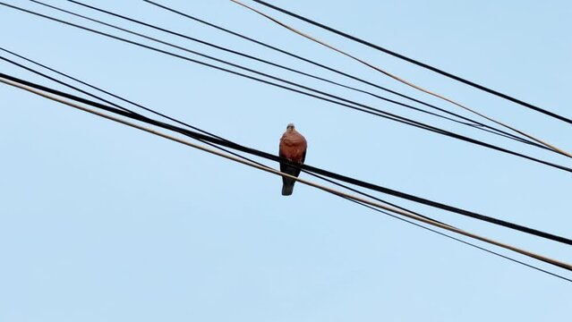 bird on electric wire in the daytime	