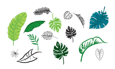 Hand drawn Palm leaf hand drawn crayon brush illustration. Foliage green tropical jungle leaves Monstera, banana tree leaf, abstract green tropic leaves. Stock-Vector illustration.