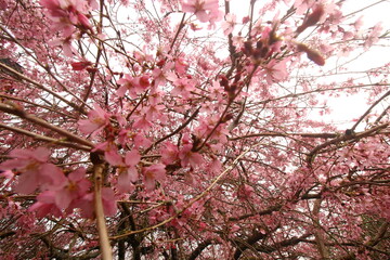 cerisier japonais en mars