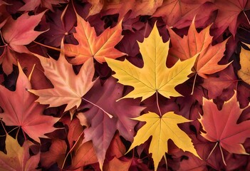 Fototapeta premium autumn leaves background