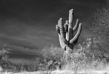 Black and white - Saguaro cactus in the Salt River management area near Scottsdale Mesa Phoenix...