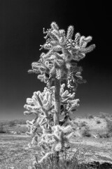 Jumping Cholla cactus in the Salt River management area near Scottsdale Mesa Phoenix Arizona United...