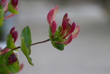 Climbing shrub, type species of the genus Honeysuckle, family Honeysuckle.