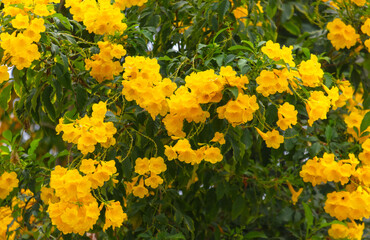 Beautiful yellow flowers on a tree in the tropics