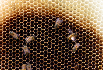 Close-up of a bee on a honeycomb