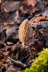 Morel mushrooms in the forest - 786867057
