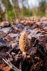 Morel mushrooms in the forest - 786867079