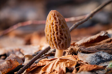 Morel mushrooms in the forest - 786867229