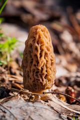 Morel mushrooms in the forest - 786867410
