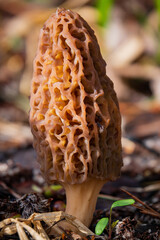 Morel mushrooms in the forest - 786867465