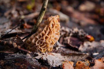Morel mushrooms in the forest - 786867473