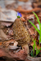 Morel mushrooms in the forest - 786867615