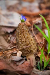 Fotobehang Morel mushrooms in the forest © Maksim Shebeko