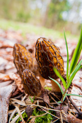 Morel mushrooms in the forest - 786867622