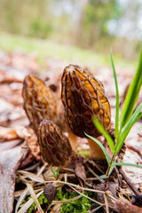 Gordijnen Morel mushrooms in the forest © Maksim Shebeko