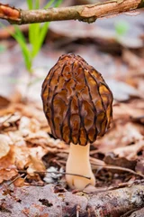 Plexiglas foto achterwand Morel mushrooms in the forest © Maksim Shebeko