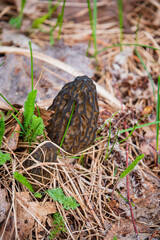 Morel mushrooms in the forest - 786867695