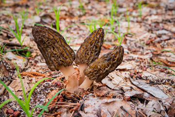Morel mushrooms in the forest - 786867846