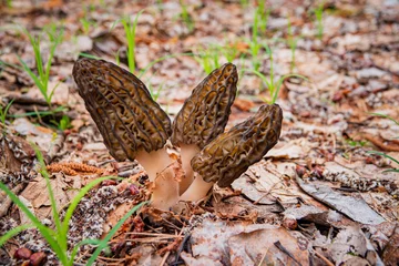 Plexiglas foto achterwand Morel mushrooms in the forest © Maksim Shebeko