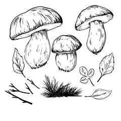 Boletus edulis mushrooms vintage vector sketch drawing 