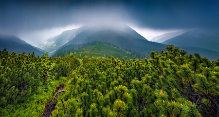Rainy summer scene of Carpathian mountains, Ukraine, Europe. Fresh green view of alpine pine on the...