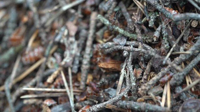 forest anthill macro photography on a sunny day