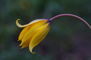Wilde Tulpen im Casteller Schloßgarten 2