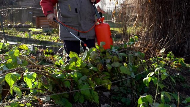 the gardener sprays shrubs from fungus and parasites
