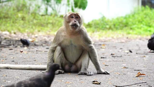 A monkey sits on the ground and looks at passers-by