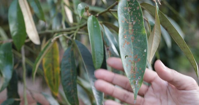 durian with illness in the plantations,Durian disease ,in the durian garden