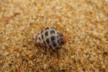 hermit crab on the sand