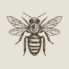 Bee hand drawn illustration vector