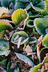 frozen strawberry leaves in the garden - 786873269