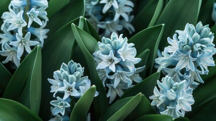 Springtime Hyacinth with Lovely Green Foliage