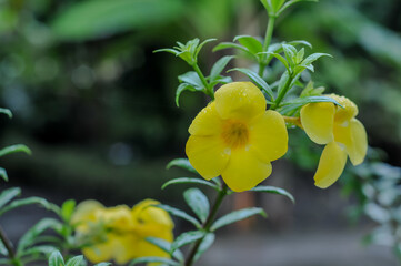 Allamanda cathartica, commonly called golden trumpet,common trumpetvine, and yellow allamanda is a...