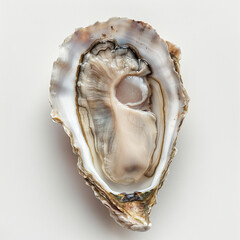 an long oyster from a top view on a white background, AI Generative.